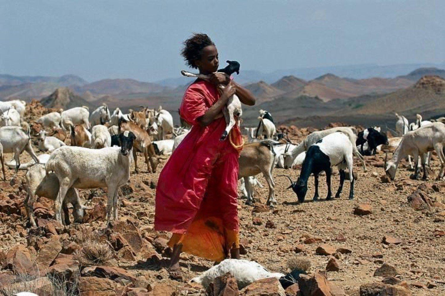 film kwiat pustyni film waris dirie dramat film biograficzny film o modelce
