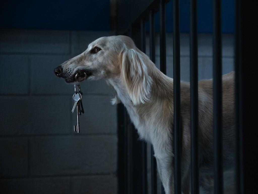 dogman luc besson filmy o psach kino francuskie filmy francuskie dogman luc besson filmy o psach kino francuskie filmy francuskie