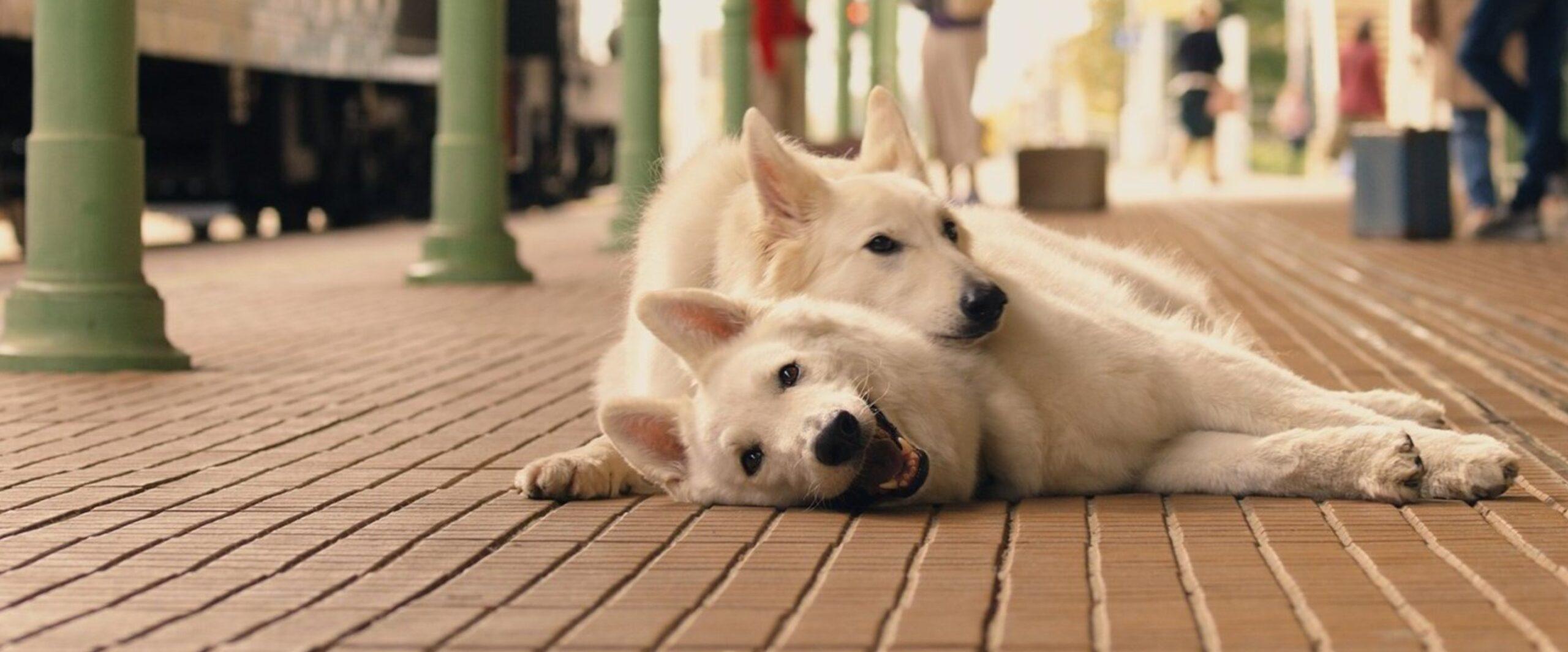 Najlepsze filmy o psach, nie tylko dla najmłodszych widzów – sprawdź nasz TOP 12! Najlepsze filmy o psach, nie tylko dla najmłodszych widzów – sprawdź nasz TOP 12!